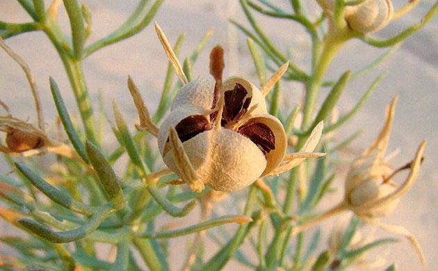 Древнейшее использование гармалы как психоактивного средства Древнейшие следы психоактивных практик с гармалой сирийской