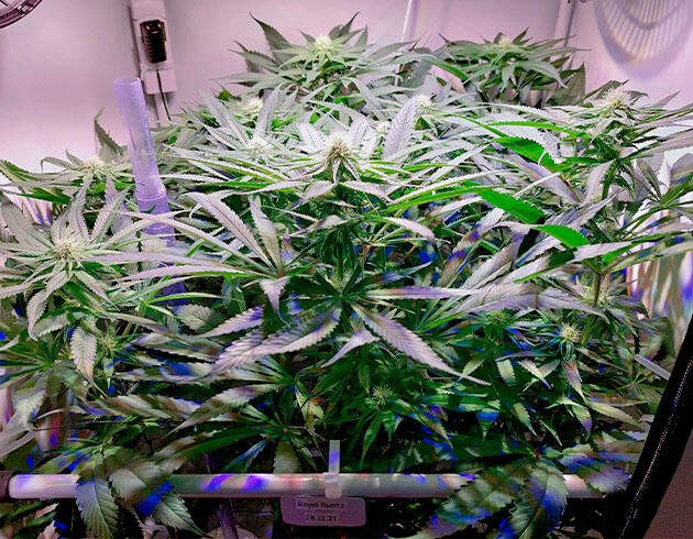 Цветение конопли Куст марихуаны ростом 70 см