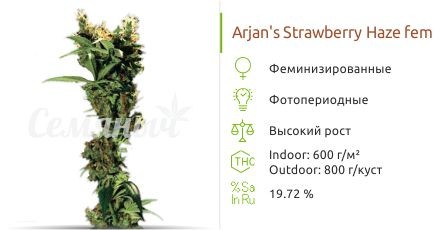 Сорт конопли Arjan's Strawberry Haze Arjan's Strawberry Haze fem от Green House Seeds