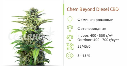 Сорт марихуаны Chem Beyond Diesel CBD Chem Beyond Diesel CBD от Sweet Seeds
