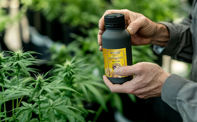 Фитогормоны и их роль Регуляция роста каннабиса