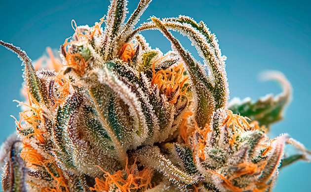 Выращивание Acapulco Gold: всё о свете, вентиляции и питании Особенности выращивания Acapulco Gold