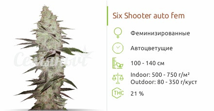 Сорт марихуаны Six Shooter Auto Six Shooter auto от FastBuds