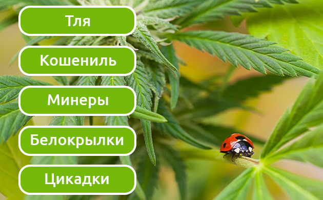 Божьи коровки: эффективные охотники на вредителей Методы охоты божьих коровок на вредителей