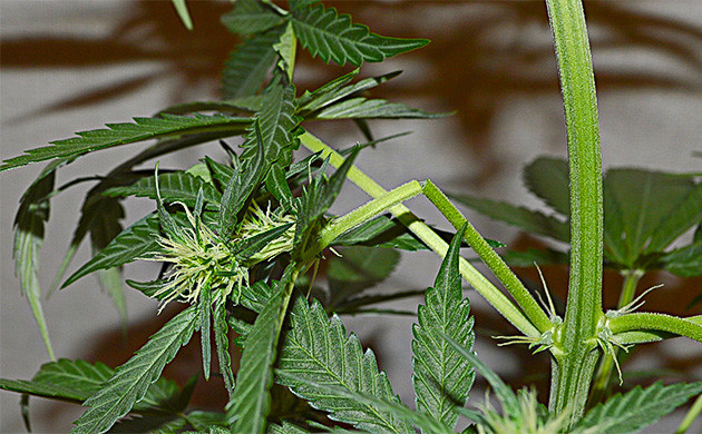 Повреждение конопли при пересадке в индор Повреждения конопли при пересадке