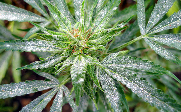 Заражение мучнистой росой Белый налет на каннабисе