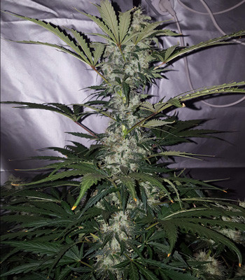 3 неделя цветения Auto White Widow Макушка Auto White Widow