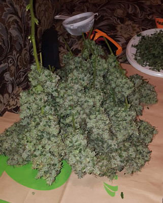 Сбор урожая на 73 день выращивания Харвест Auto White Widow