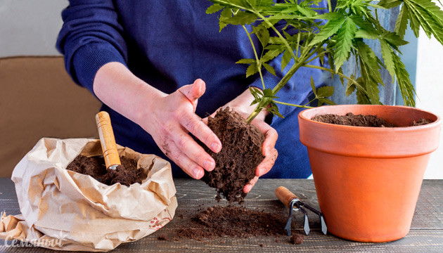 Пересадка каннабиса при выращивании Пересадка марихуаны при выращивании