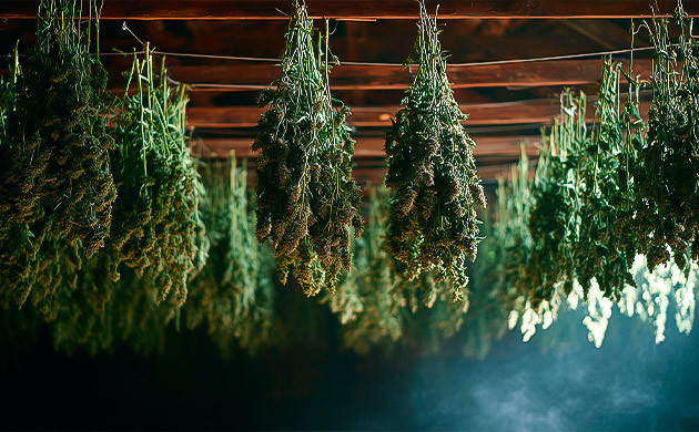 Плюсы и минусы метода подвешивания конопли при сушке Подвешивание – метод сушки конопли