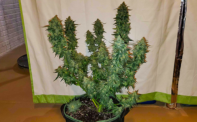 Подготовка к сбору урожая Auto Lemon Kix Предхарвест Auto Lemon Kix