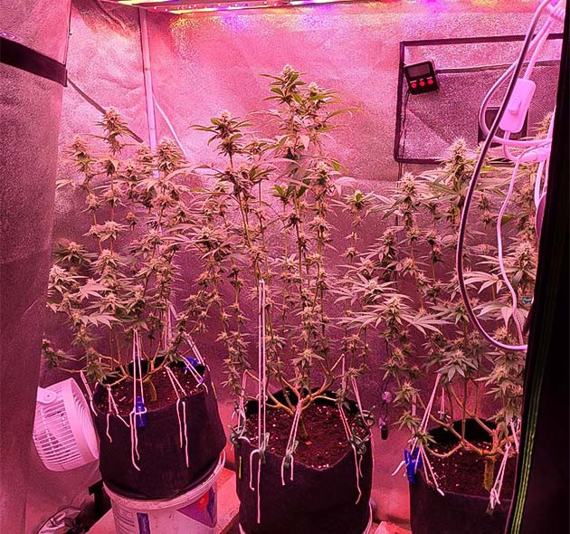 Обширная дефолиация растения Стадия цветения конопли