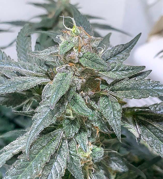 Шишки конопли постепенно созревают, сохраняется стабильное питание Конопля на 12-й неделе цветения с блестящими трихомами