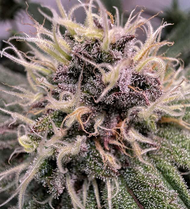 Трихомы конопли