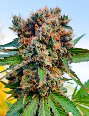 Шишка Royal Gorilla перед сбором урожая Созревшая шишка