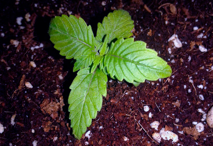 Первая неделя выращивания марихуаны Scout Cookies auto Кустик марихуаны Scout Cookies auto ростом 3 см