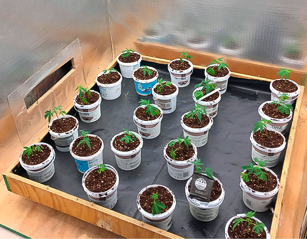 Подготовка и условия для роста Начало роста Godzilla Glue #4