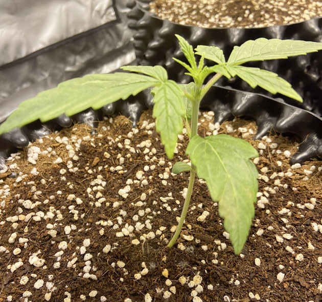 Рост марихуаны и формирование структуры куста Росток Wedding Cake Auto на 2 неделе