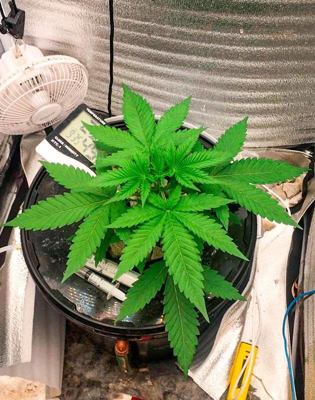 Конопля на 3 неделе выращивания Марихуана ростом 30 см