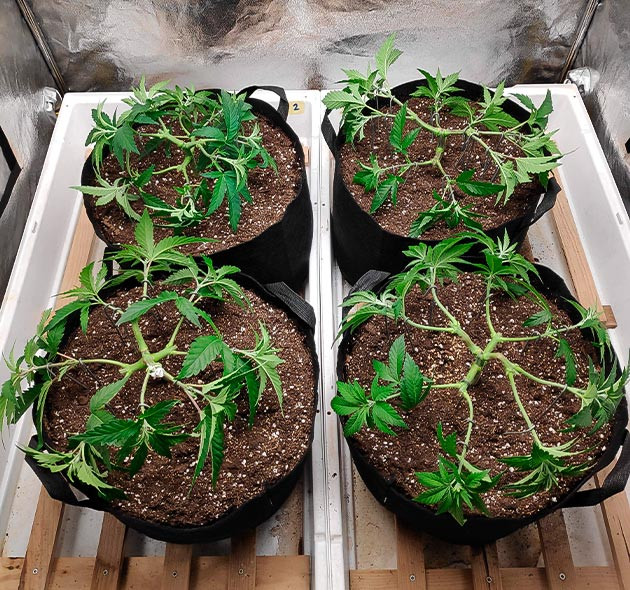 Кусты конопли после обрезки листьев