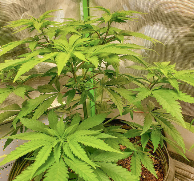 Завершение вегетации Cafe Racer Симметричный куст Cafe Racer