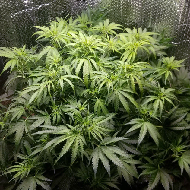 Применение удобрений Cal Mag на 6 неделе роста Lemon AK auto fem Рост куста Lemon AK auto fem на шестой неделе выращивания