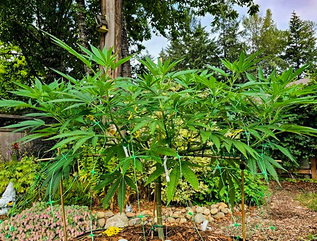 Тренировка и удобрения для каннабиса Куст Gorilla Cookies FF от FastBuds на 14-15 неделе