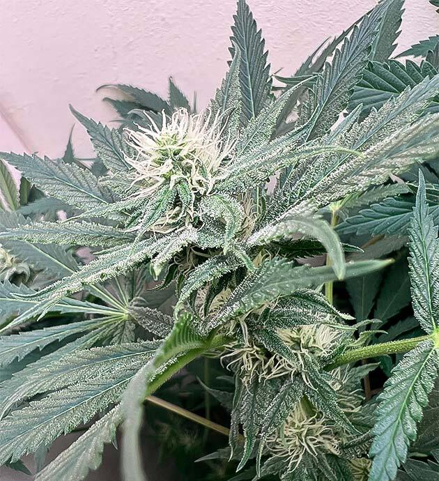 Куст Mac n’ Jack R1 на фазе цветения