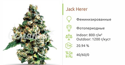 Сорт марихуаны Jack Herer Jack Herer от GHS
