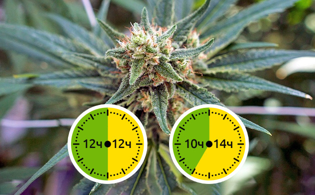 Режим освещения для фазы цветения Перевод растений в цветение режимами 12/12 и 10/14