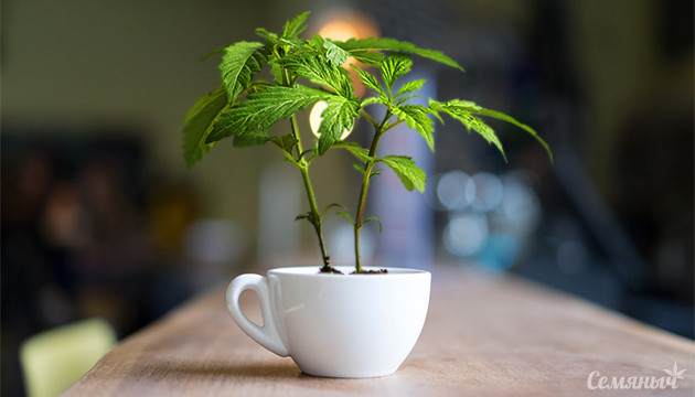 Выращивание конопли в чашке Куст марихуаны в чашке