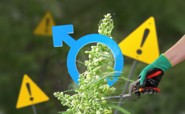 Конопля мужского пола Мужские грозди на конопле