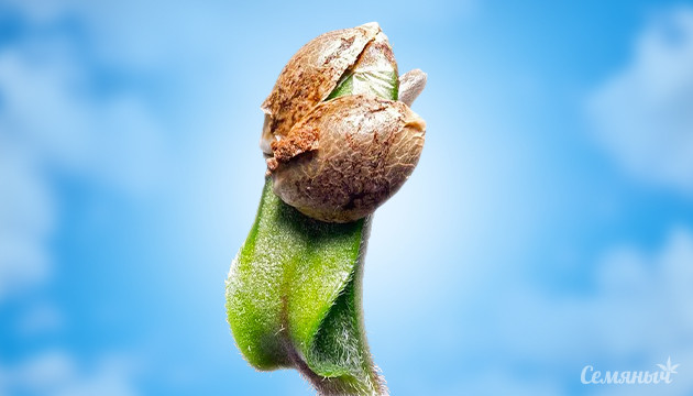 Способы удаления семенной оболочки Росток в каске