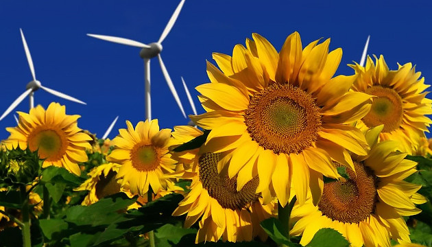 Подсолнух скроет коноплю Посадка среди подсолнухов