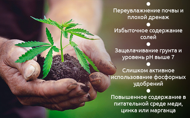 Почему возникает дефицит железа Причины нехватки железа у конопли