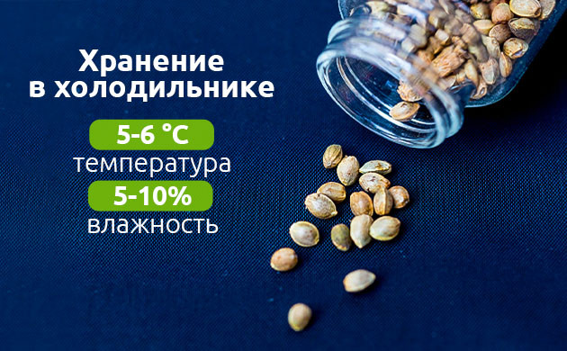 Хранение семян Правильное хранение семян