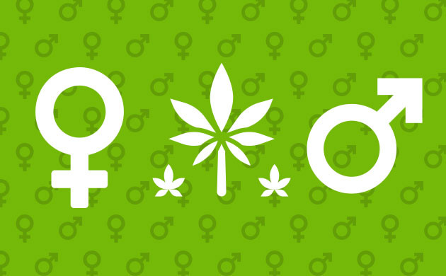 Воздействие конопли в зависимости от полового принадлежности Пол человека и конопля