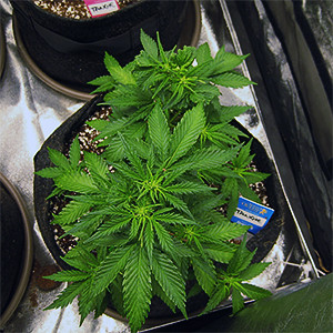 Пятая неделя выращивания Кусты после fim подрезки