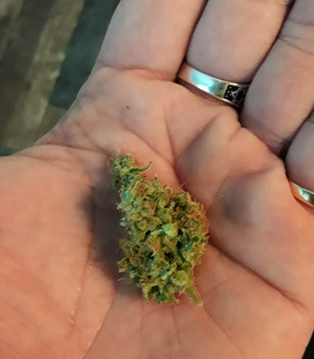 Сбор урожая Шишка Auto New York City