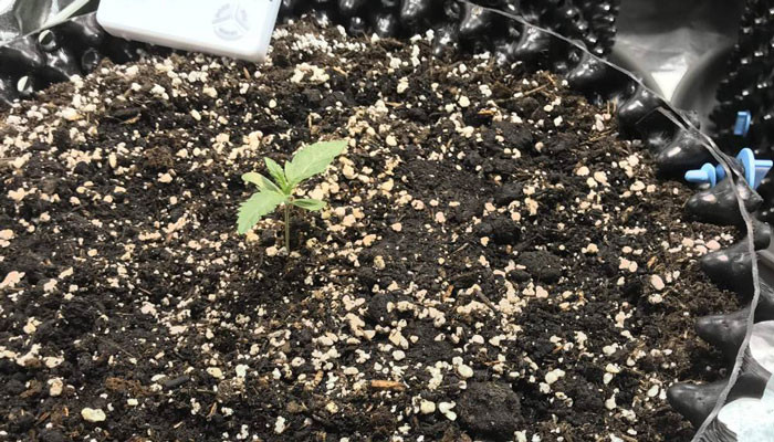 Пересадка саженцев в горшки для выращивания Саженец Jack 47 Auto