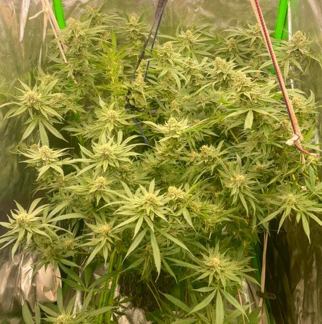Подвязка конопли Куст Fullgas на 11 неделе выращивания