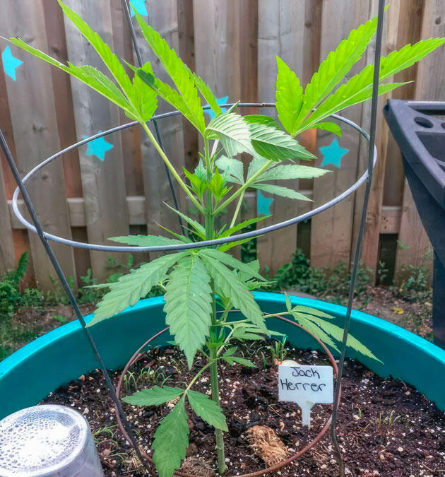 Куст Jack Herer от Seedkeepers на стадии вегетации