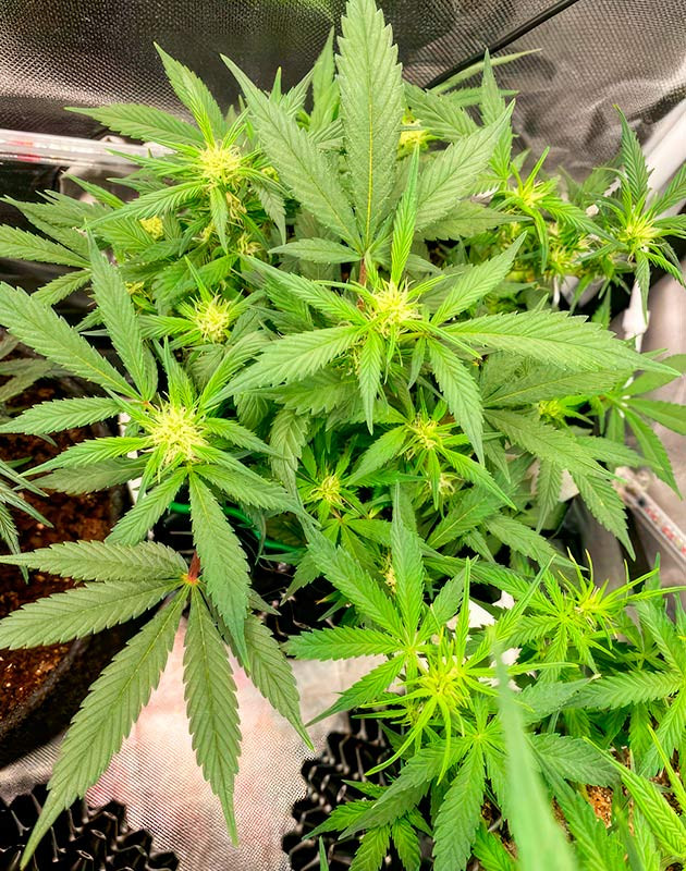 Увеличение полива Куст Gorilla Zkittlez Auto от FastBuds на 9 неделе