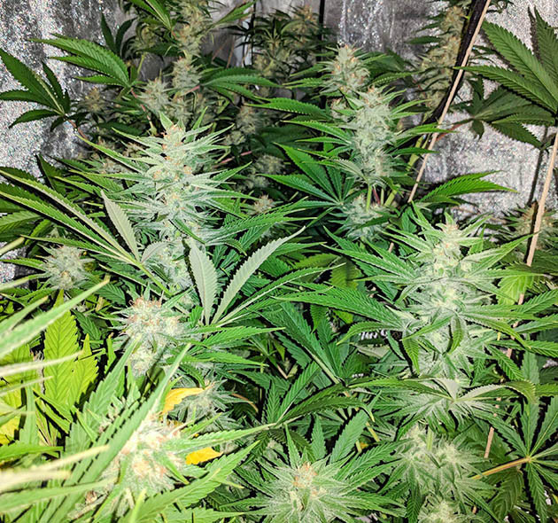 Появление ягодного аромата на 12 неделе выращивания Набор массы шишек