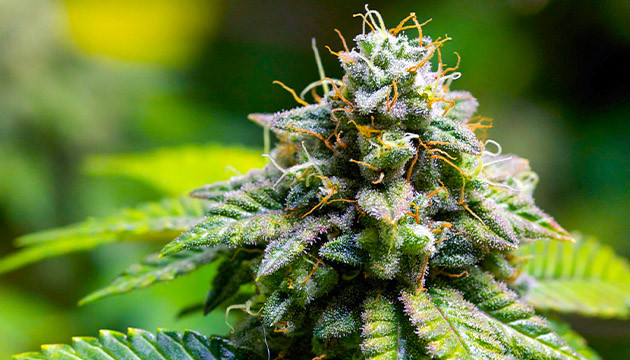 Сбор урожая и впечатления Соцветие Tropicanna Banana