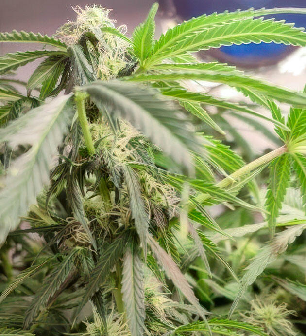 Дефолиация конопли на стадии активного цветения Конопля с активно растущими соцветиями после удаления лишней листвы