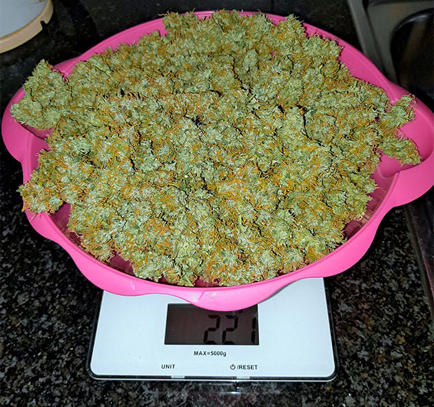 Взвешивание полученного урожая Вес урожая 221 грамм