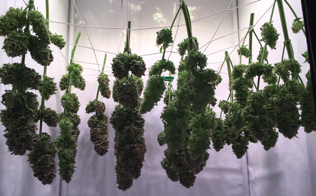 Сушка урожая Срезанные шишки Glookies