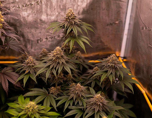 Заключительный этап созревания конопли 13 неделя выращивания марихуаны