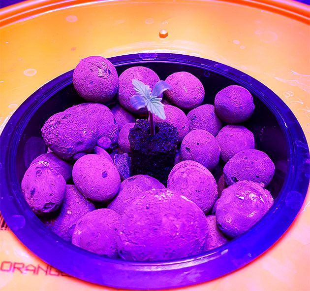 Northern Lights: первые листики и корневая система Как развивается Northern Lights на старте?